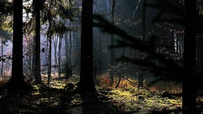 Natur