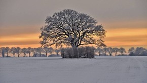 Natur