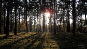 Natur
