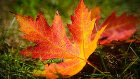 Natur