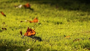 Natur