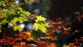 Natur