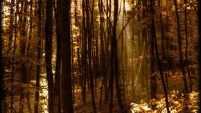 Natur