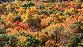 Natur