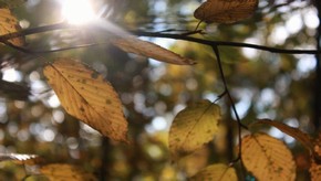 Natur