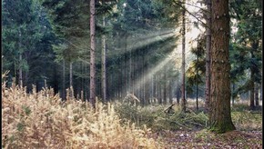 Natur