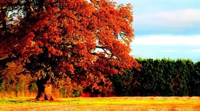 Natur