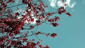 Natur