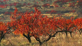 Natur