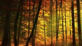 Natur