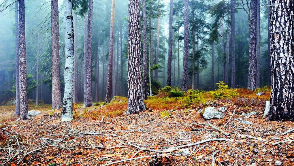Natur