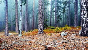 Natur
