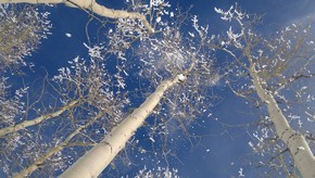 Natur