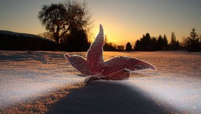 Natur