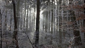 Natur