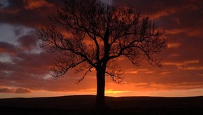 Natur