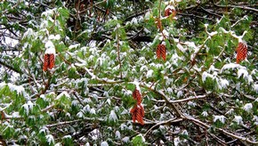Natur