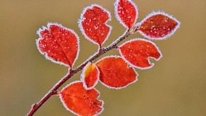Natur