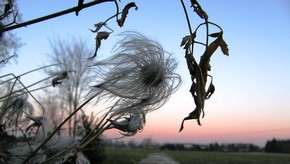 Natur