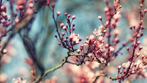 Natur