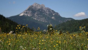 Natur