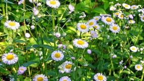 Natur