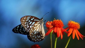 Natur