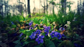 Natur