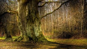Natur