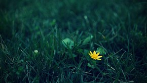 Natur