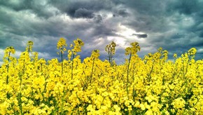 Natur