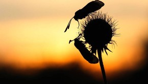 Natur